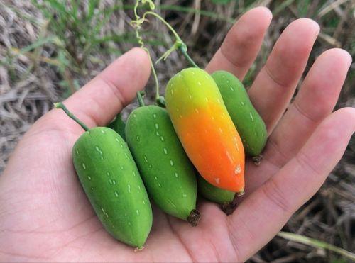 老鼠瓜如何吃,老鼠瓜的多样食用方法与美味体验