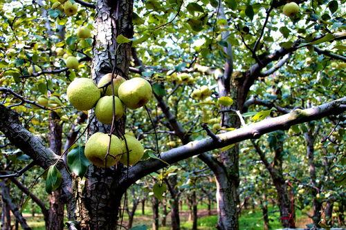 吃瓜宁陵县,探寻这座古城的美食与风情