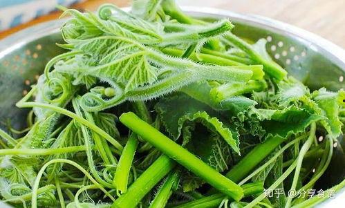 蓬瓜尖怎么吃,探索美味与营养的完美结合