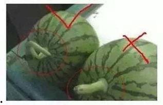 石溪吃瓜,揭秘网络热点的背后故事