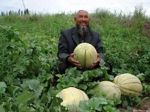 新疆老汉瓜吃货主播,带你领略新疆瓜果的独特魅力