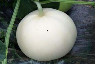 梦见给孩子吃梨瓜,孩子吃梨瓜的寓意与启示