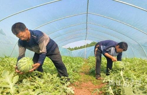 东兴市吃瓜,瓜果飘香，品味夏日清凉