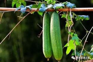 春天有什么瓜吃,春季时令瓜果大盘点