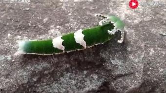 吃瓜搞笑动物视频素材,笑料横生！搞笑动物吃瓜视频大盘点