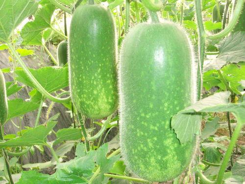 大摇大摆吃瓜视频,揭秘网络短视频的趣味魅力