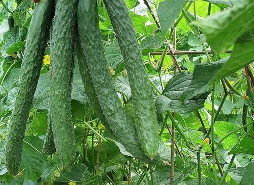 六六带你吃瓜,揭秘娱乐圈那些事儿