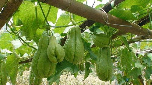 两岁儿童可以吃佛手瓜吗,佛手瓜的适宜性解析