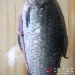 鲫瓜鱼吃啥,探寻其独特的饮食习惯与食物来源