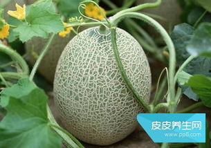 吃哈密瓜发热
