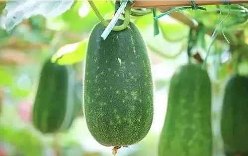 时语吃瓜,揭秘娱乐圈幕后故事