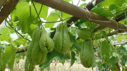 两岁儿童可以吃佛手瓜吗,佛手瓜的适宜性解析