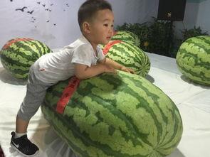 福建最新吃瓜事件,揭秘XX事件背后的真相与争议